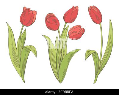 Tulipe fleur graphique couleur isolée esquisse illustration vecteur Illustration de Vecteur