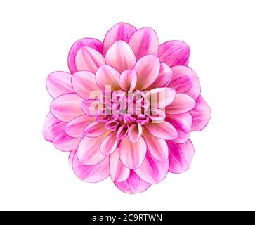Fleur de Dahlia. Fleur de Dahlia rose isolée sur fond blanc, avec passe-cheveux. Vue de dessus. Banque D'Images