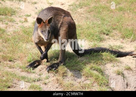 Wallaby des marais Banque D'Images