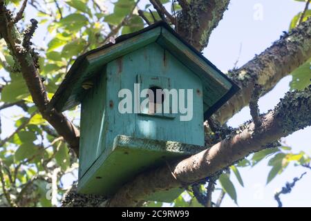 Cabane à oiseaux verte dans un arbre au printemps Banque D'Images