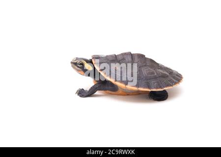 Tortue à col court à ventre rouge (Emydura subglobosa) isolée sur fond blanc Banque D'Images