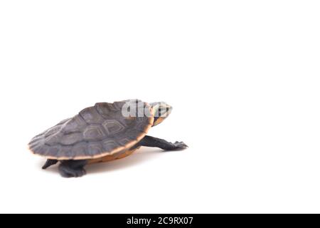 Tortue à col court à ventre rouge (Emydura subglobosa) isolée sur fond blanc Banque D'Images