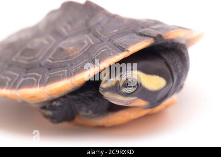 Tortue à col court à ventre rouge (Emydura subglobosa) isolée sur fond blanc Banque D'Images