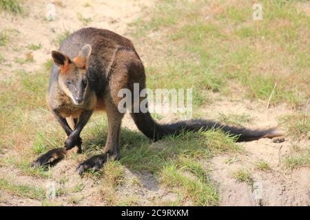 Wallaby des marais Banque D'Images