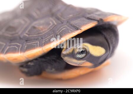 Tortue à col court à ventre rouge (Emydura subglobosa) isolée sur fond blanc Banque D'Images