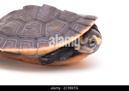 Tortue à col court à ventre rouge (Emydura subglobosa) isolée sur fond blanc Banque D'Images