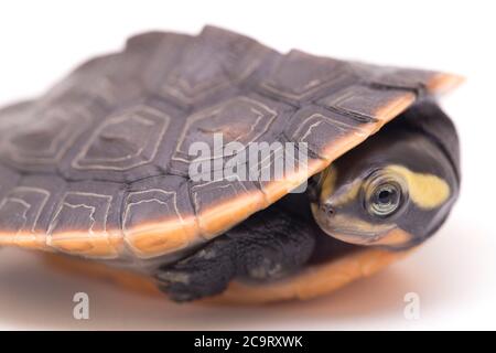 Tortue à col court à ventre rouge (Emydura subglobosa) isolée sur fond blanc Banque D'Images