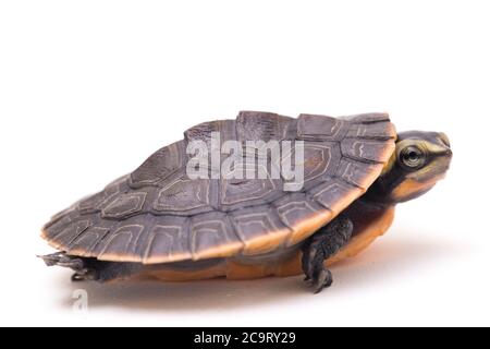 Tortue à col court à ventre rouge (Emydura subglobosa) isolée sur fond blanc Banque D'Images