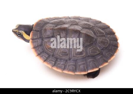 Tortue à col court à ventre rouge (Emydura subglobosa) isolée sur fond blanc Banque D'Images