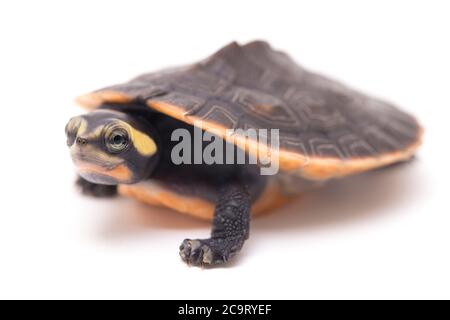 Tortue à col court à ventre rouge (Emydura subglobosa) isolée sur fond blanc Banque D'Images