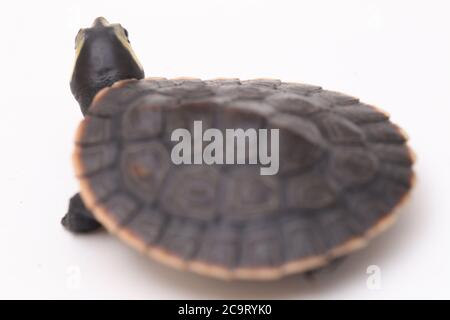 Tortue à col court à ventre rouge (Emydura subglobosa) isolée sur fond blanc Banque D'Images