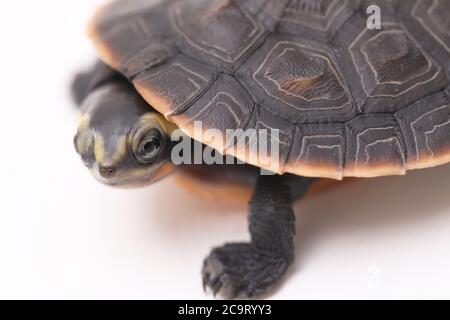 Tortue à col court à ventre rouge (Emydura subglobosa) isolée sur fond blanc Banque D'Images