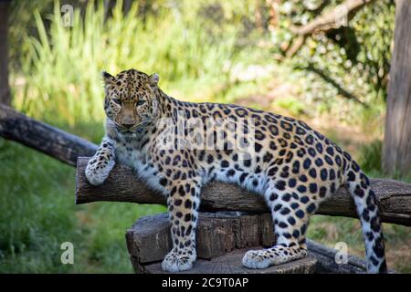 panther sur une branche d'arbre Banque D'Images