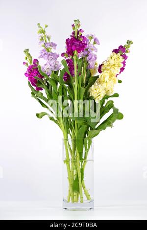De magnifiques stocks dans un vase en verre photographié sur fond blanc Uni Banque D'Images