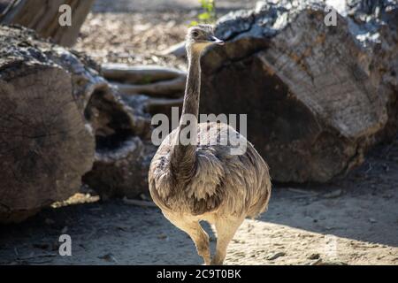 emu dans un parc animalier Banque D'Images