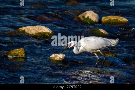 Faune du Royaume-Uni : petit aigrette (Egretta garzetta) avec un poisson dans son bec, pêche dans la rivière Wharfe, West Yorkshire, Angleterre. Banque D'Images