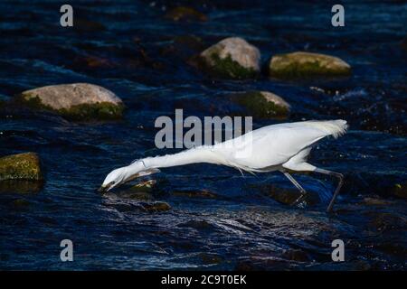 Faune du Royaume-Uni : petit aigrette (Egretta garzetta) avec sa tête dans l'eau, pêche dans la rivière Wharfe, West Yorkshire, Angleterre. Banque D'Images