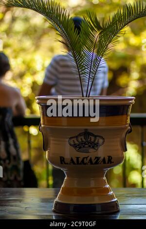 Séville, Espagne 07/12/2010: Image d'une palmeraie majestueuse en pot sur une table en bois dans un balcon de l'Alcazar de Séville. La cuve vitrée a une couronne embl Banque D'Images