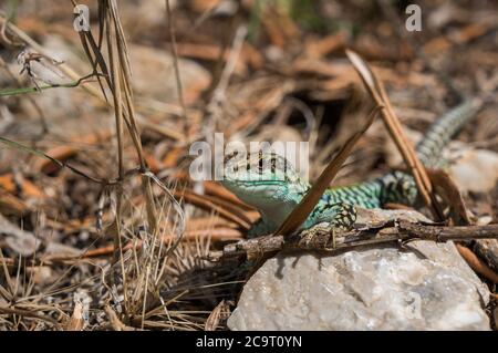 Le lézard Lacerta viridis est installé sur une pierre sous le soleil sur un fond vert. Image détaillée d'un lézard coloré. Banque D'Images