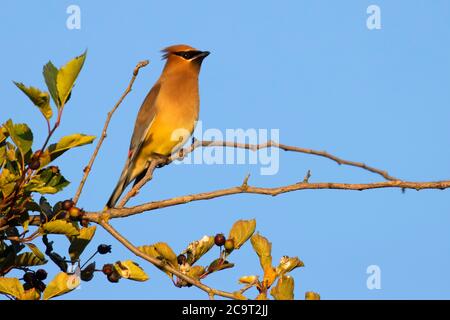 Cirage de cèdre (Bombycilla cedrorum), refuge national de la faune de Kootenai, Idaho Banque D'Images