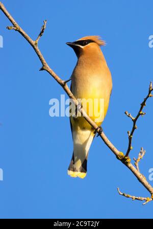 Cirage de cèdre (Bombycilla cedrorum), refuge national de la faune de Kootenai, Idaho Banque D'Images