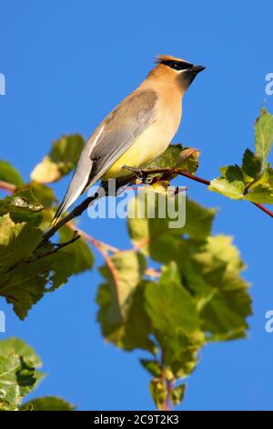 Cirage de cèdre (Bombycilla cedrorum), refuge national de la faune de Kootenai, Idaho Banque D'Images