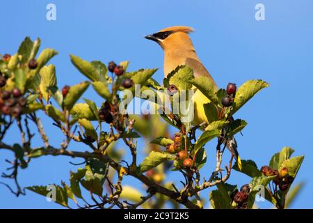 Cirage de cèdre (Bombycilla cedrorum), refuge national de la faune de Kootenai, Idaho Banque D'Images