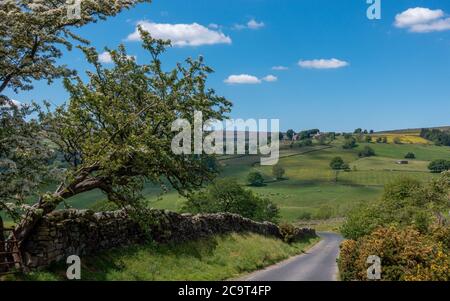Vue sur la colline de Trapping à Nidfoot avec un vieux arbre d'aubépine et en face du village de Middlesmoor, North Yorkshire, Angleterre, royaume-uni Banque D'Images