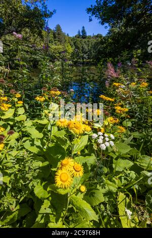 L'helenium de l'inula jaune (panneau d'Elecampane) fleurit à Wakehurst (place de Wakehurst), des jardins botaniques de West Sussex gérés par les Jardins botaniques royaux Banque D'Images