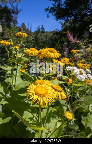 L'helenium de l'inula jaune (panneau d'Elecampane) fleurit à Wakehurst (place de Wakehurst), des jardins botaniques de West Sussex gérés par les Jardins botaniques royaux Banque D'Images