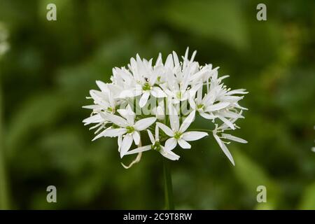 Fleur d'ail sauvage, Allium ursinum, West Lothian, Écosse, Royaume-Uni Banque D'Images