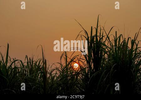 Une belle matinée d'hiver dans les prairies avec lumière dorée. Banque D'Images