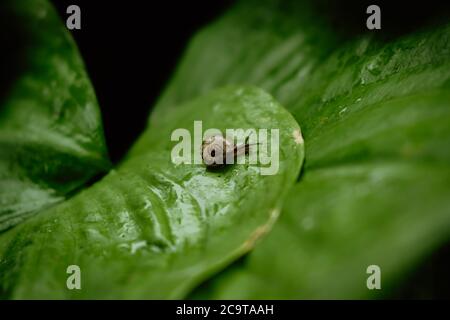 Vue latérale de l'escargot brun marchant sur des feuilles vertes fraîches avec de la rosée après la pluie. Escargot de jardin sur le nénuphars de Cardwell ou le nénuphars de noël du Nord (Proifys am Banque D'Images