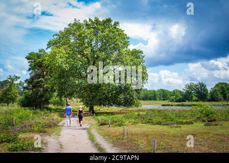 Ciouple marche dans le parc national Hatertse et Overasseltse Vennen à Overasselt, pays-Bas Gelderland, Europe Banque D'Images