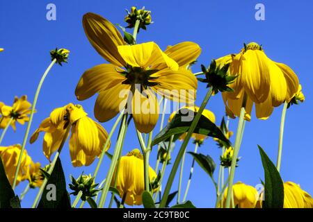 Rudbeckia Herbstonne Rudbeckias Banque D'Images