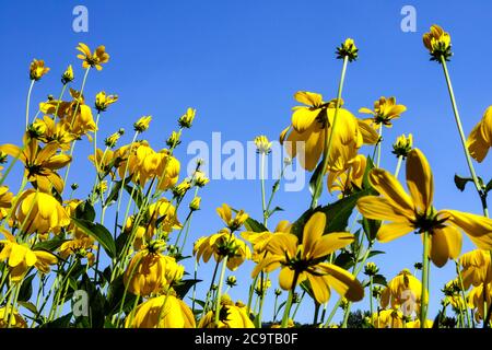 Rudbeckia Herbstsonne, des fleurs vivaces robustes Banque D'Images