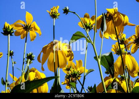 Rudbeckia Herbstsonne Gloriosa Daisies jardin jaune fleurs se décolle au ciel Banque D'Images