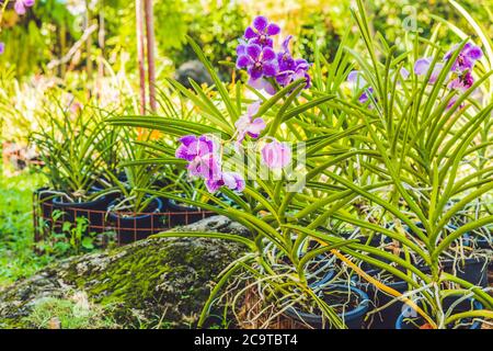 Une belle fleur d'orchidées pourpre et rose sur une branche suspendue dans l'air Banque D'Images