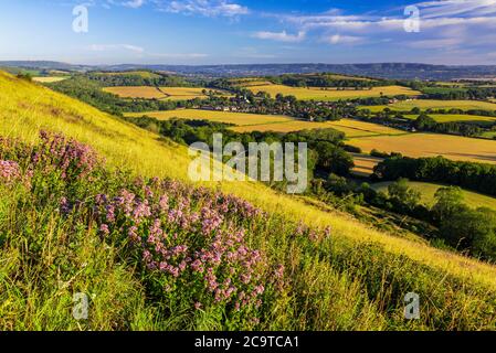 Matin été soleil sur Harting vers le bas dans l'ouest du sussex sud-est de l'Angleterre Banque D'Images