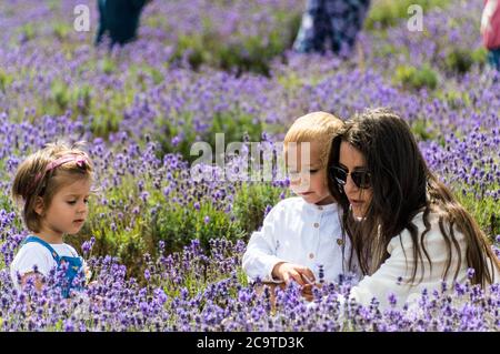 Les familles visiteuses de la ferme de lavande de Mayfield lors d'une journée ensoleillée avec des photos du champ de lavande Banque D'Images