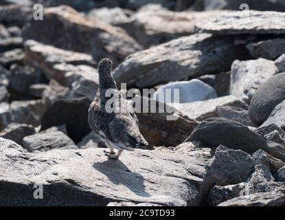 Gros plan sur le lagopède de roche mâle, Lagopus muta, debout sur des pierres de roche à la montagne de Laponie en été. Mise au point sélective. Banque D'Images