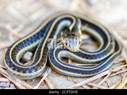 Coast Garter Snake s'enroule dans une posture de défense. Banque D'Images