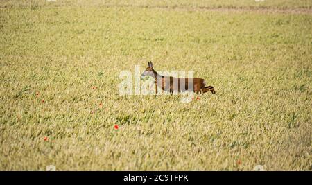 East Lothian, Écosse, Royaume-Uni, 2 août 2020. Météo au Royaume-Uni: Cerf de Virginie (Capranolus capranolus) traversant un champ de blé. Un cerf de Virginie saute à travers les tiges de blé mûres dorées Banque D'Images