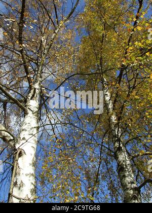 Bouleau arbre argenté européen blanc feuilles d'été Banque D'Images