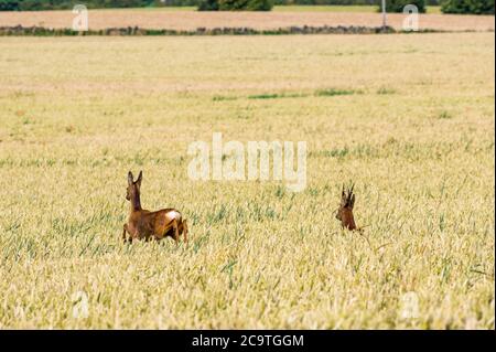 East Lothian, Écosse, Royaume-Uni, 2 août 2020. Météo au Royaume-Uni: Cerf de Virginie (Capranolus capranolus) traversant un champ de blé. Un cerf de Virginie femelle saute à travers les tiges de blé mûres dorées blanches le cerf reste caché Banque D'Images