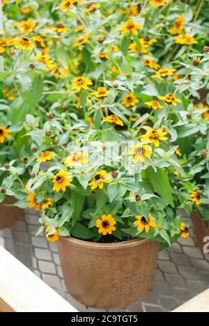Zinnia croissant dans un pot avec un foyer peu profond, fleurs naines zinnia Banque D'Images