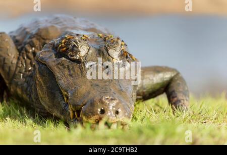 Portrait d'un Yacare caiman (Caiman yacare) sur une rive de la rivière, Pantanal Sud, Brésil. Banque D'Images