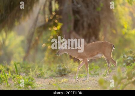 Gros plan d'un cerf pampas qui broutage au coucher du soleil dans la forêt, Pantanal, Brésil. Banque D'Images