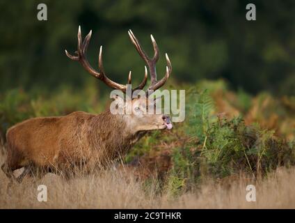 Gros plan d'un cerf rouge qui colle à la langue tout en pourchassant les hinds pendant la saison des ruses à l'automne, au Royaume-Uni. Banque D'Images