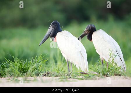 Gros plan de deux cigognes de Jabiru se tenant sur une rive de la rivière dans le sud de Pantanal, Brésil. Banque D'Images